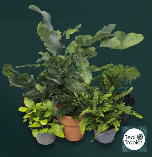 Terrarium fern mix - mix,