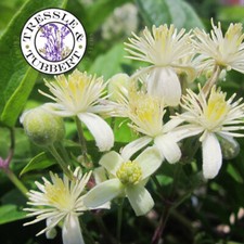 Rare Clematis vitalba