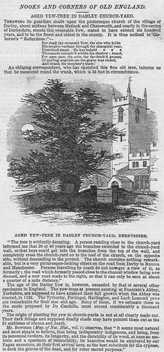Darley yew tree churchyard - darley,