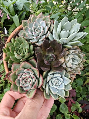 Succulent assortment - succulent,