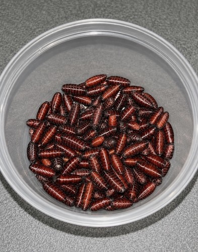 Dried mixed fly casters - fly,