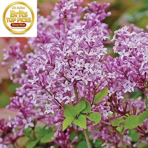 Scented purple lilac - scented,