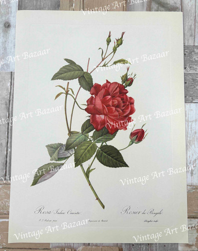 Pink red rose rosa indica - pink,