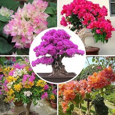 Potted Flowers Flower Plant