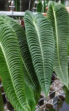 Anthurium Veitchii - Rare -