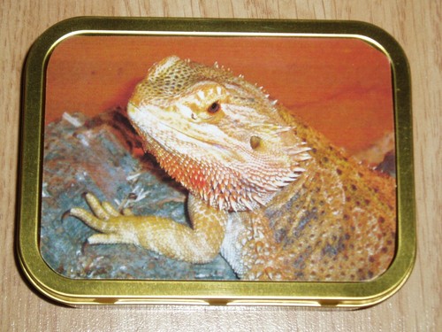 Bearded dragon tobacco tin - dragon, tin.