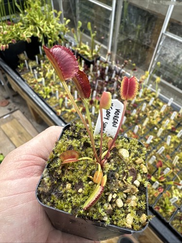 Dionaea muscipula venus fly - muscipula,