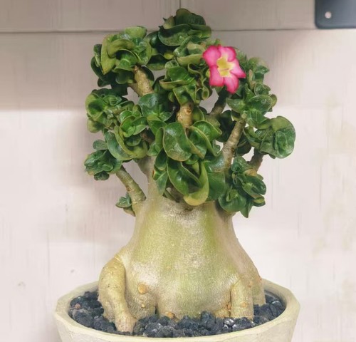 Adenium obesum wysiwyg garden - adenium,