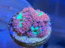 3 Heads Blastomussa Wellsi LPS Coral *Combine Post*