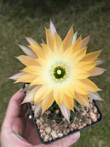 Fresh cactus seed - x15, lobivia