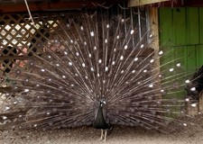 *5* Bronze Peacock Peafowl