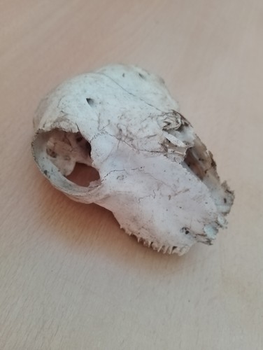 Small sheep skull - small,