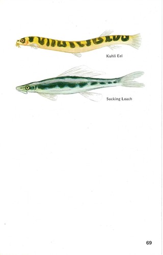 Vintage exotic fish - , print