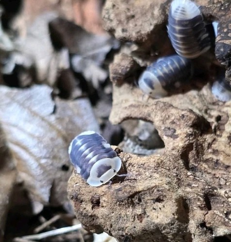 White ducky isopods - 8+,