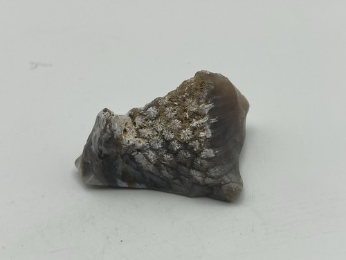 Tisbury coral from - tisbury,