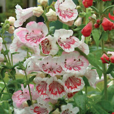 Penstemon 'Strawberries & Cream' XL Plug Plants x 3. Perennial Flowers. PFP.