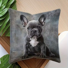 Adorable FRENCH BULLDOG
