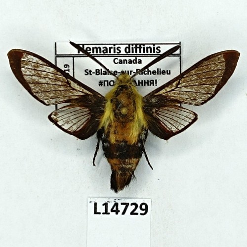 Sphingidae hemaris diffinis - sphingidae,,