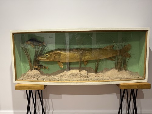 Large cased taxidermy pike - large,