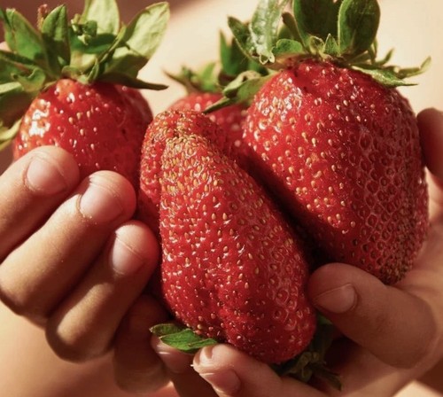 Giant strawberry sweet - giant, 'sweet