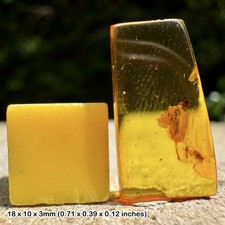 SCELIONIDAE Wasp Fossil Inclusion – Genuine Baltic Amber, Middle Eocene, Baltic