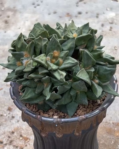 5cm live house plant - 10.5cm,