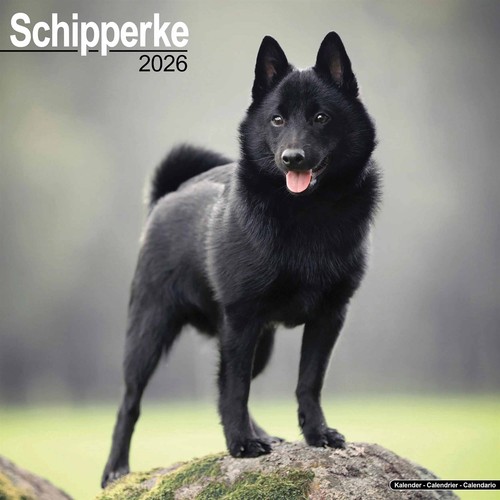 Schipperke calendar 2026 wall - 2026,,