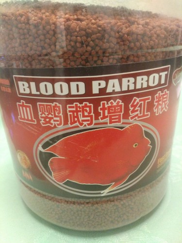 Blood parrot fish - blood,