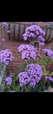 Verbena bonariensis hardy - verbena,