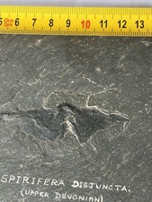 Fossils delabole butterfly - delabole,