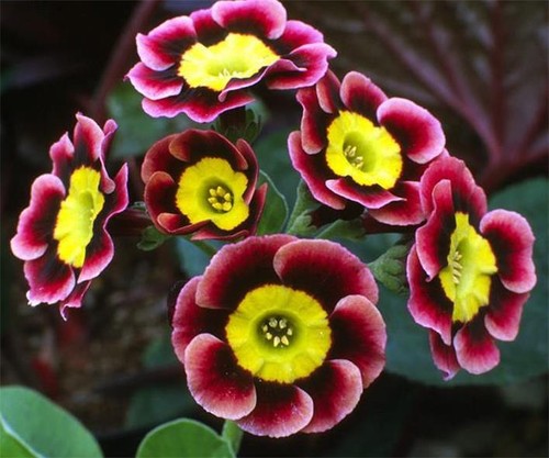 Primula auricula alpine mix - primula,