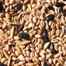 Wild bird food seed mix - wild,