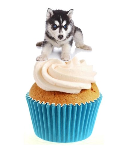 Novelty cute husky puppy - novelty,
