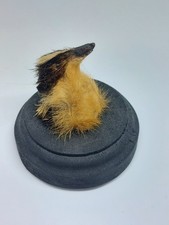 Lowland Streaked Tenrec Head Mount Taxidermy Stuffed Hedgehog Oddity Curiosity