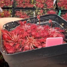 Drosera Esmeraldae Carnivorous