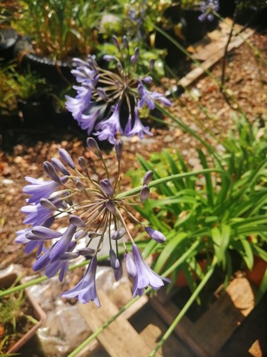 Agapanthus blue perennial - blue, 5