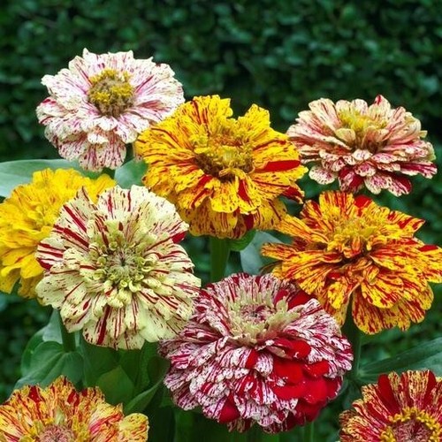 Zinnia candy stripe mixed - zinnia,