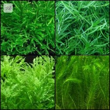 Live Aquarium- Aquascape -Shrimp Safe- Plants Fish Tank Bundle 