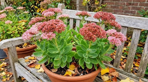 Sedum spectabile autumn - 'autumn, joy'