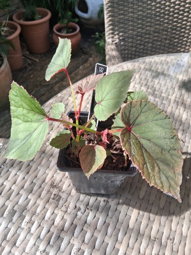 Begonia grandis sapporo - begonia, sapporo-