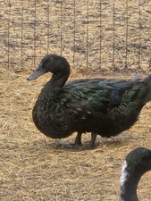 12 + Cayuga Duck Hatching Eggs