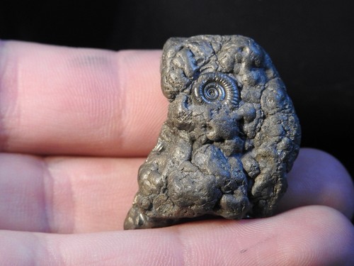 Small pyrite ammonite cluster - ammonite,