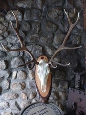 Deer antlers, Deer, Antlers, Horns, Taxidermy, Trophy
