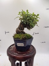 Miniature Chinese Rose (Thumb