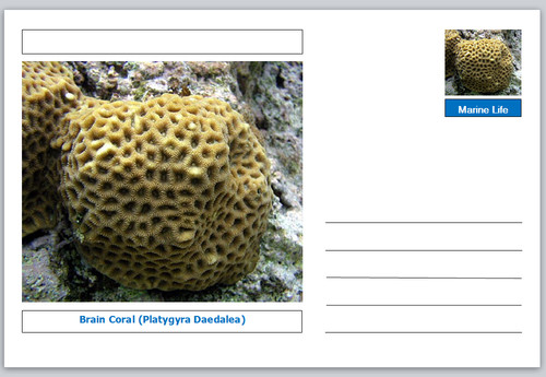 Coral brain platygyra - coral,