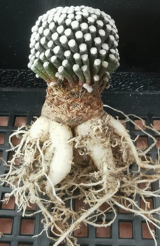 5cm 1pcs own root cactis - 2.5cm,