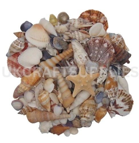 Mixed sea shells natural shell - mixed,