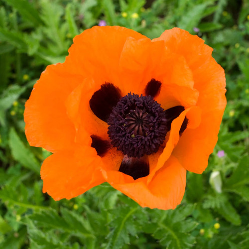 Oriental poppy prince - oriental, of