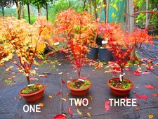 32inch inc. pot OUTDOOR Bonsai