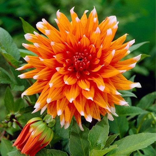 Colour spectacle orange cactus - orange,